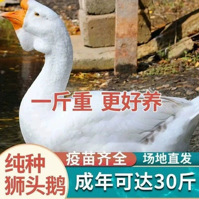 正宗白狮头鹅特大纯种高品质脱温小鹅大白鹅潮汕白狮头鹅宠物活体