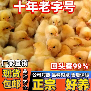 三黄鸡小鸡活苗五黑鸡苗种蛋青脚麻鸡苗土鸡苗九斤红脱温鸡苗宠物