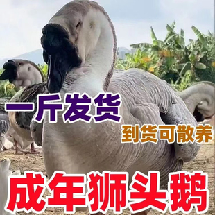 脱温一斤正宗狮头鹅活苗特大种狮头鹅苗狮子头鹅幼苗大种宠物鹅
