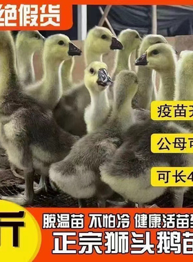 一斤脱温正宗狮头鹅活苗特大种狮头鹅苗狮子头鹅幼苗大种宠物鹅