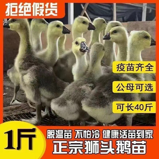 一斤脱温正宗狮头鹅活苗特大种狮头鹅苗狮子头鹅幼苗大种宠物鹅