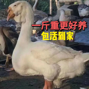 一斤白狮头鹅特大纯种高品质脱温小鹅大白鹅潮汕白狮头鹅宠物活体