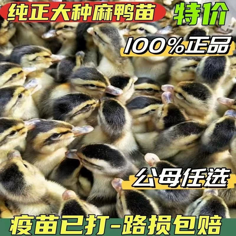 (10只装)麻鸭大种番鸭青头鸭水鸭旱鸭肉鸭土鸭【宠物鸭】