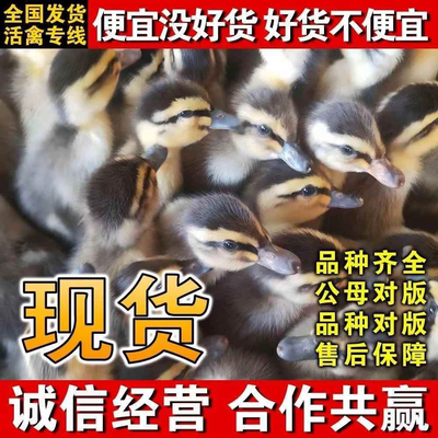 鸭子活体麻鸭高产蛋活体大种番鸭青头鸭水鸭旱鸭肉鸭土鸭宠物
