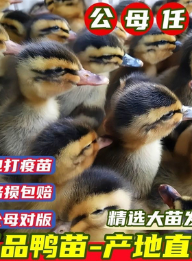 鸭子活苗高产蛋麻鸭苗活体大种青头鸭绿头鸭旱鸭水鸭小鸭子宠物鸭