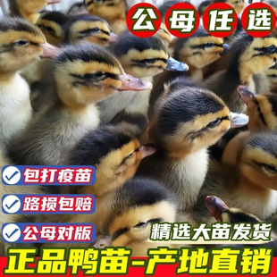 鸭子活苗高产蛋麻鸭苗活体大种青头鸭绿头鸭旱鸭水鸭小鸭子宠物鸭