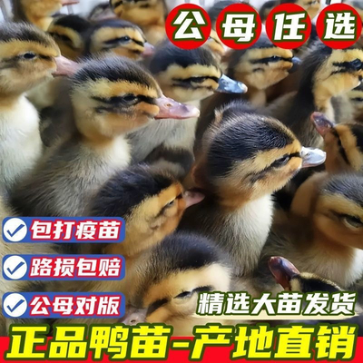 鸭子活苗高产蛋麻鸭苗活体大种青头鸭绿头鸭旱鸭水鸭小鸭子宠物鸭