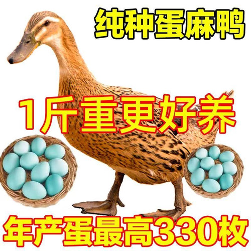 【高产蛋王】一斤鸭苗大种麻鸭青头鸭土鸭蛋鸭水鸭家庭散养宠物鸭