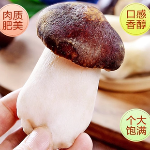 新鲜赤松茸成都产区基地现采现发顺丰发货脆嫩爽滑炒菜煲汤火锅