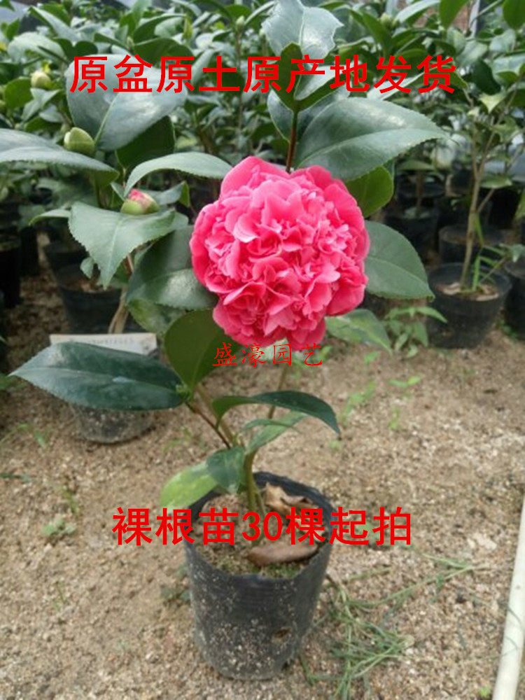 克瑞墨大牡丹茶花带苞小苗盆栽精品山茶大红净化空气室内庭院包邮