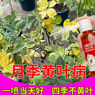 月季营养液专用治黄叶落叶黑斑不开花肥料壮根助生长促开花延花期