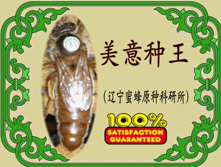 美意蜂王澳意种蜂王蜜蜂种王高产种蜂王蜜蜂研究所官方正品包活