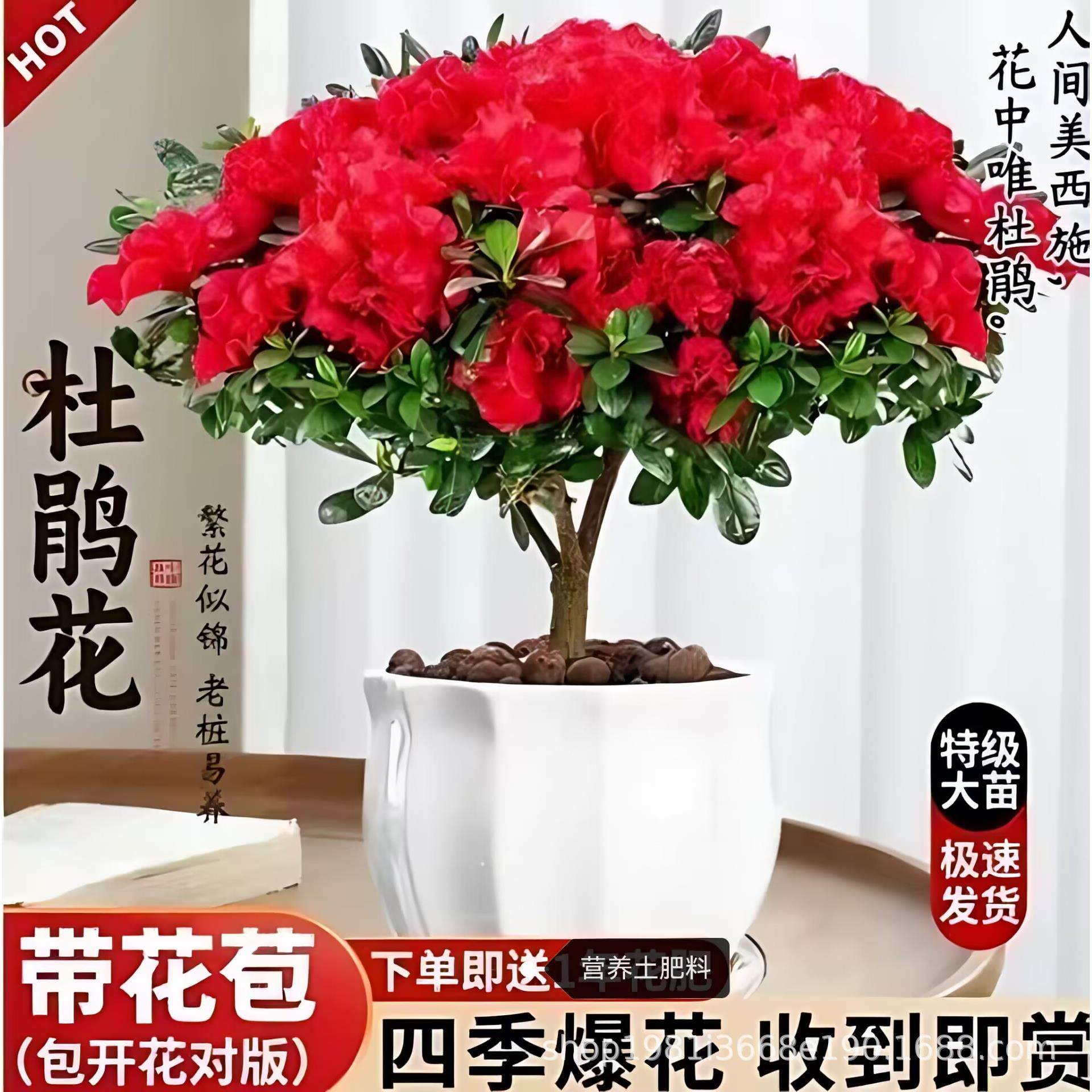 杜鹃花老桩大苗带花苞盆栽室内外四季开花好养活耐寒年宵花卉绿植