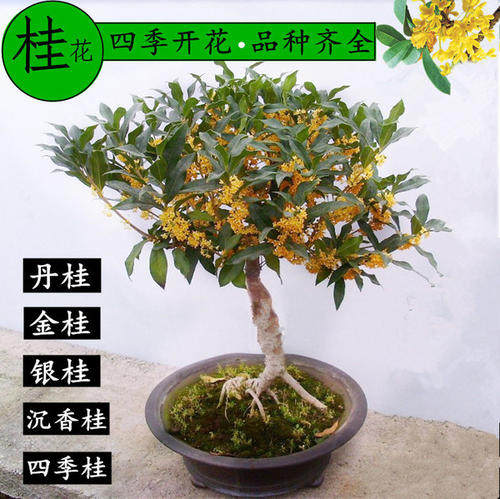 嫁接桂花盆栽地栽树苗 四季桂金桂桂丹桂沉香桂日香桂包邮包成活