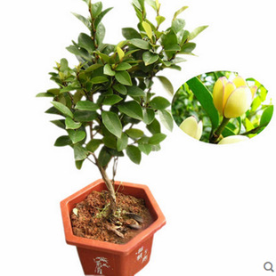 含笑花苗室内阳台绿植盆栽浓香花卉 办公室绿植净化空气 含笑花