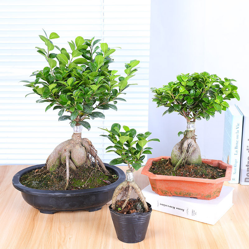 四季常青耐寒榕树造型树桩盆景苗室内植物人参榕小叶榕树盆栽绿植
