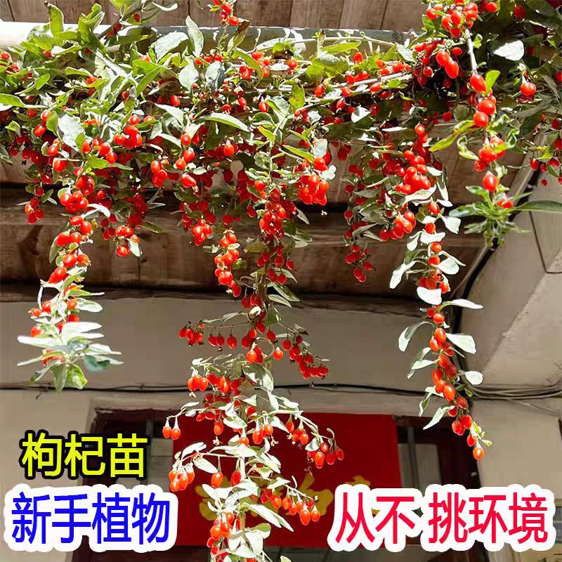 枸杞子大果红枸杞树苗黑枸杞南方北方地栽盆栽黄枸杞当年结果树苗图片