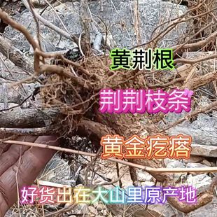 纯高山现挖黄荆树根惊惊根黄金根黄荆条枝荆条根山区布荆根五指风
