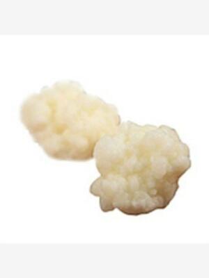 红糖菌Kefir 开菲尔菌种 奶克菲尔粒 发酵酸奶乳酸菌非雪莲菌藏灵