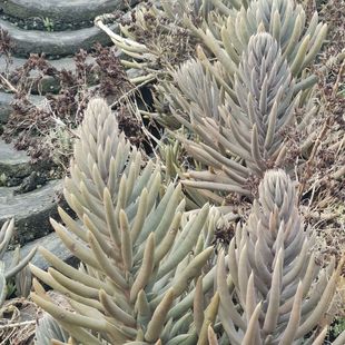 农家50年老瓦房正宗瓦松天王铁塔草房顶瓦松新鲜高山瓦松中草