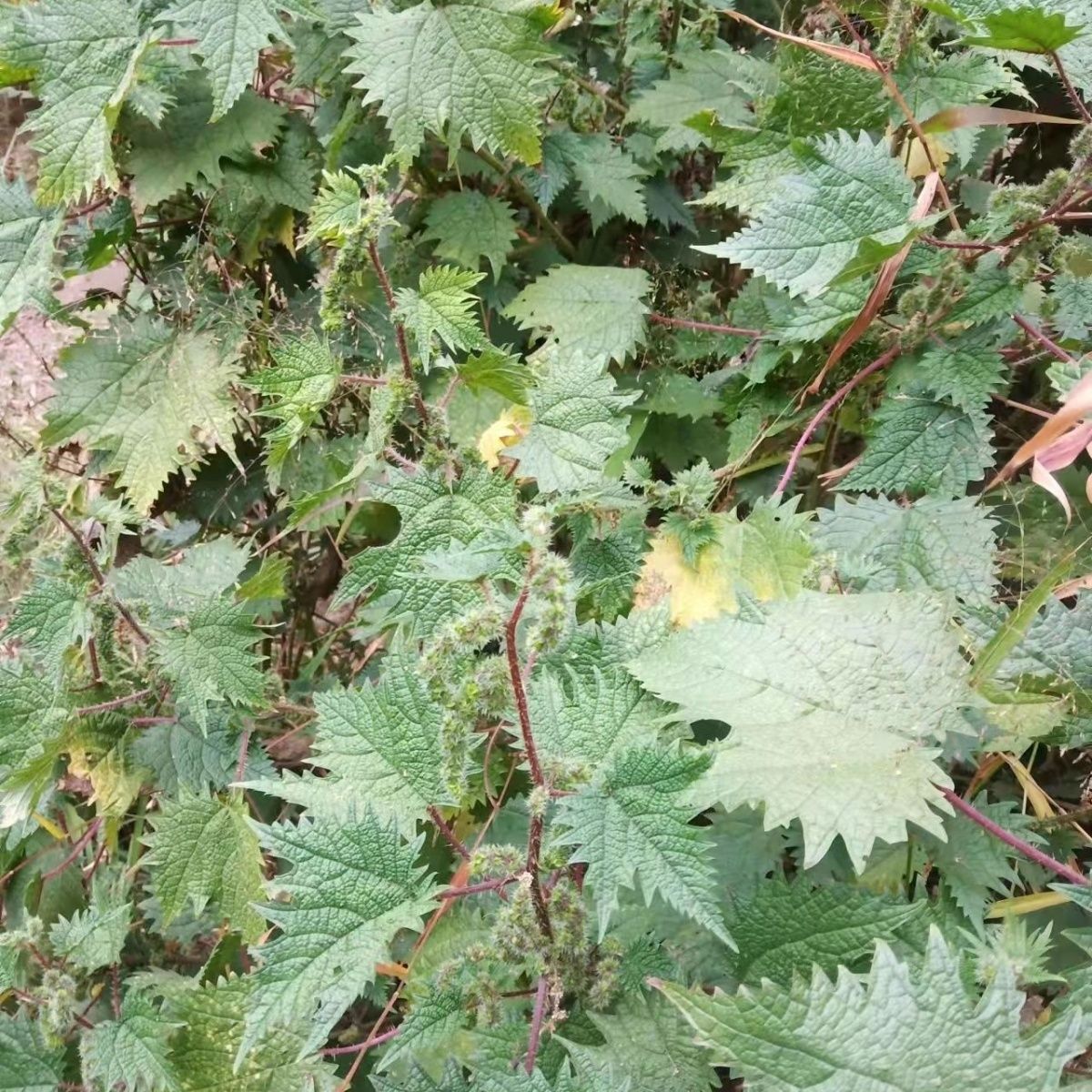 正宗高山新鲜红活麻红荷