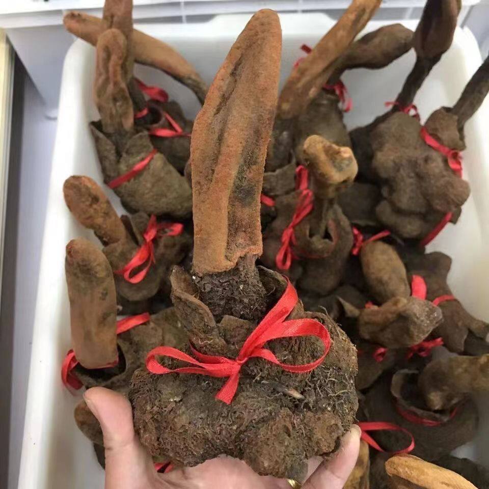 续阳草【西藏顶天柱】续阳草正宗野生续阳草男性泡茶泡酒搭配锁阳