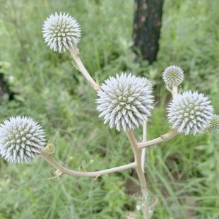 漏芦中药材蓝刺头禹州漏芦狼头花和尚头独花山牛蒡野兰高山干货