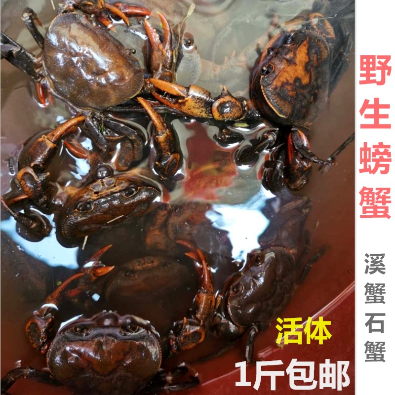 山螃蟹鲜活新鲜特大野生淡水石蟹螃蟹宠物活体观赏500g药用溪蟹