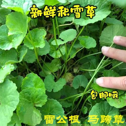 野外新鲜积雪草雷公根