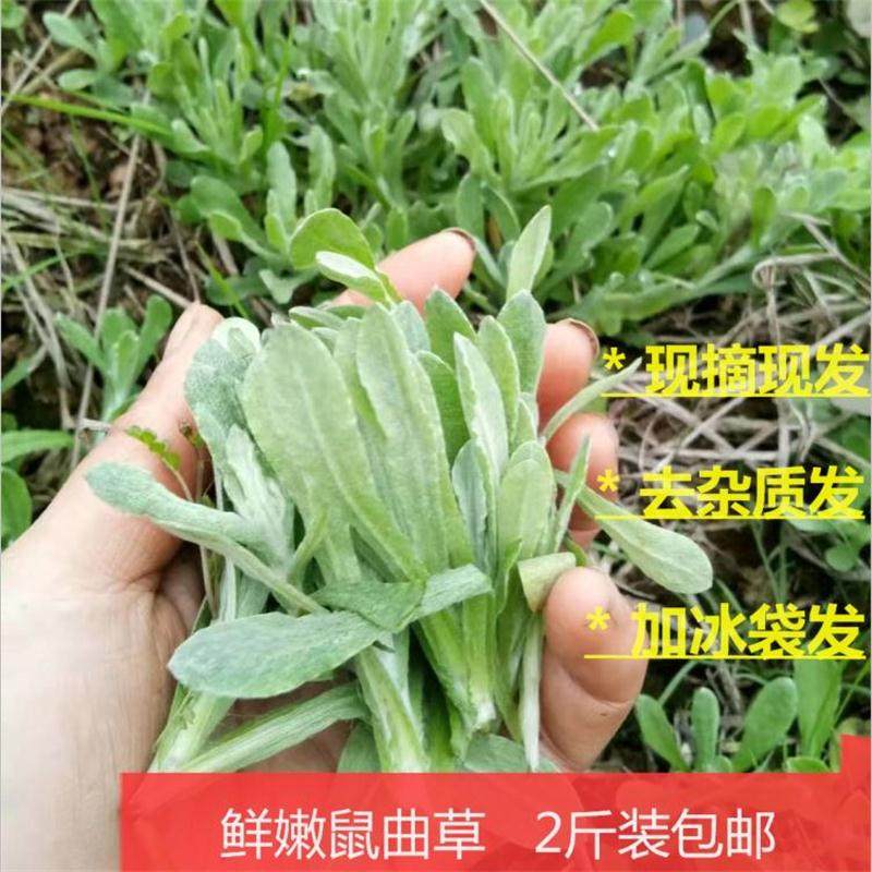 鼠曲草新鲜青团艾草棉菜清明菜软切草田艾叶野清明果原料嫩佛耳草