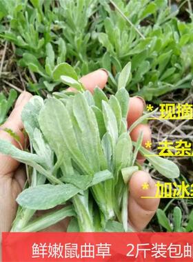鼠曲草新鲜青团艾草棉菜清明菜软切草田艾叶野清明果原料嫩佛耳草