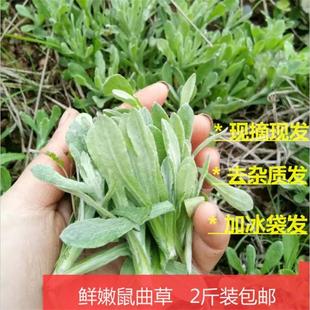 鼠曲草新鲜青团艾草棉菜清明菜软切草田艾叶野清明果原料嫩佛耳草