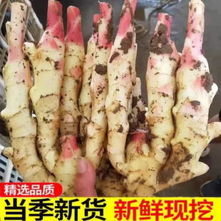 新鲜嫩姜现挖四川麻柳姜香姜嫩仔姜芽子姜鲜姜红芽生姜5斤
