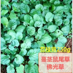 荔枝肾草药蔓茎鼠尾新鲜湖广草小退火晕药草咳嗽250g包邮野佛光草