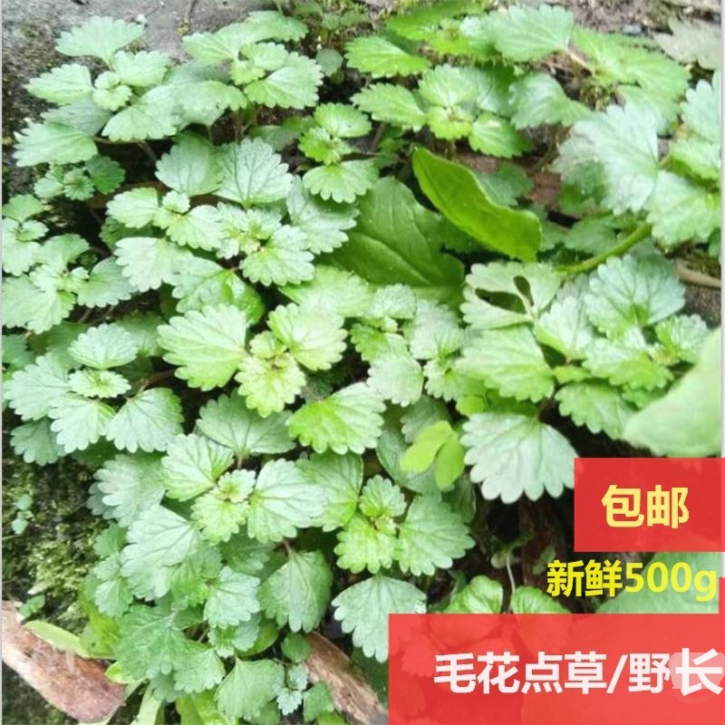 毛花点新鲜波斯火伤整株500g包邮