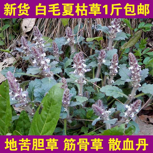 白毛夏枯草野生筋骨草苦草散血草破血丹过冬青金创草新鲜晒干中药