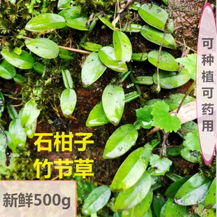 石柑子野长新鲜爬山虎巴岩香百步藤石蒲藤茶中药材500g 竹结草 包邮