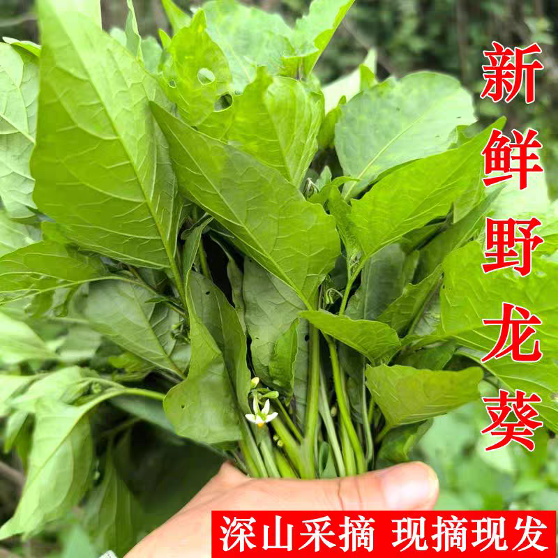 新鲜现摘野生龙葵草白花菜嫩尖叶部分500g草药假辣椒叶做汤炒煮拌