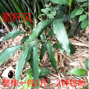 箭杆风中草药新鲜见杆风山栀山姜竹节干风牛药一支箭盘龙七九姜连
