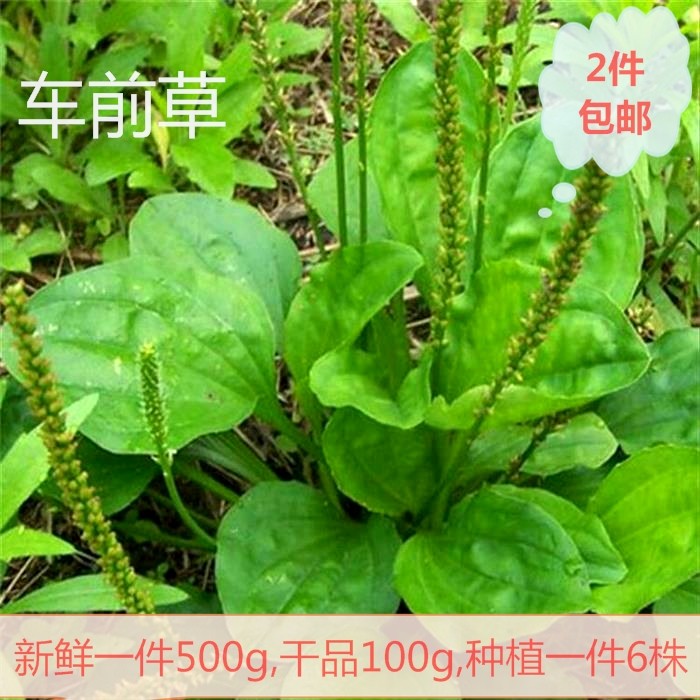车前草新鲜野的新货包邮车前子地衣蛤蟆衣车茶草茶苗蔬菜中药材
