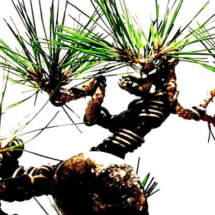 黄山松盆景室内庭院盆栽好养摆件耐旱绿 植水培植物花卉绿植