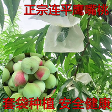正宗连平广东河源上坪鹰嘴桃新鲜水果桃子脆桃水蜜桃5斤装大果9