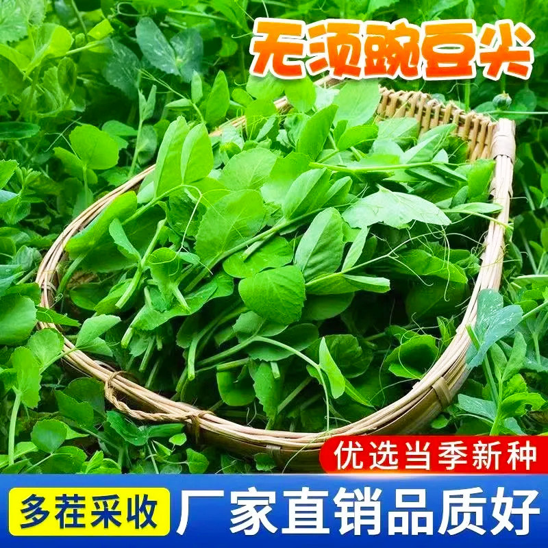 无须豌豆苗种种子尖种四季碗豆种豆苗孑甜豌豆种籽专吃苗菜种批发