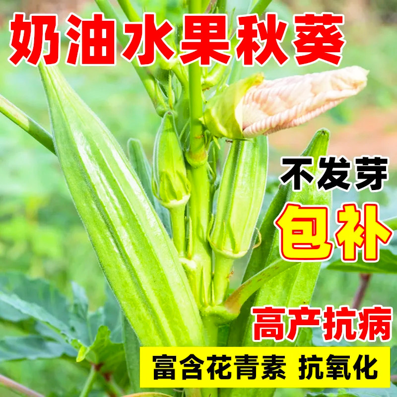 水果秋葵不易老黄秋葵农家种植新鲜时令蔬菜包邮可生吃的奶油秋葵