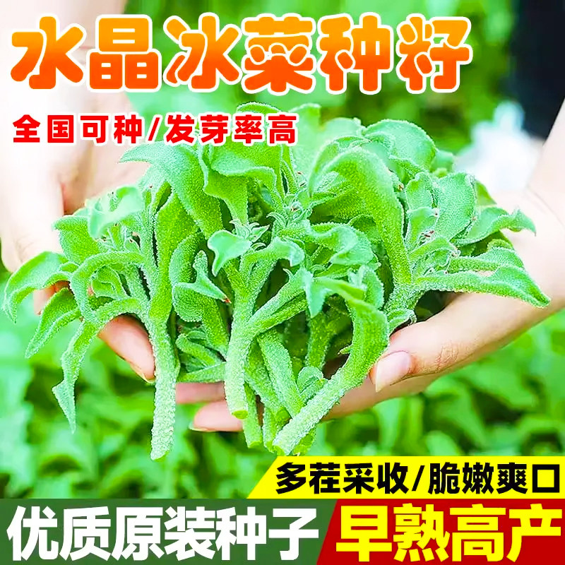 四季水晶冰菜种子清凉冰菜籽种子凉拌冰草叶菜籽阳台稀有蔬菜野菜