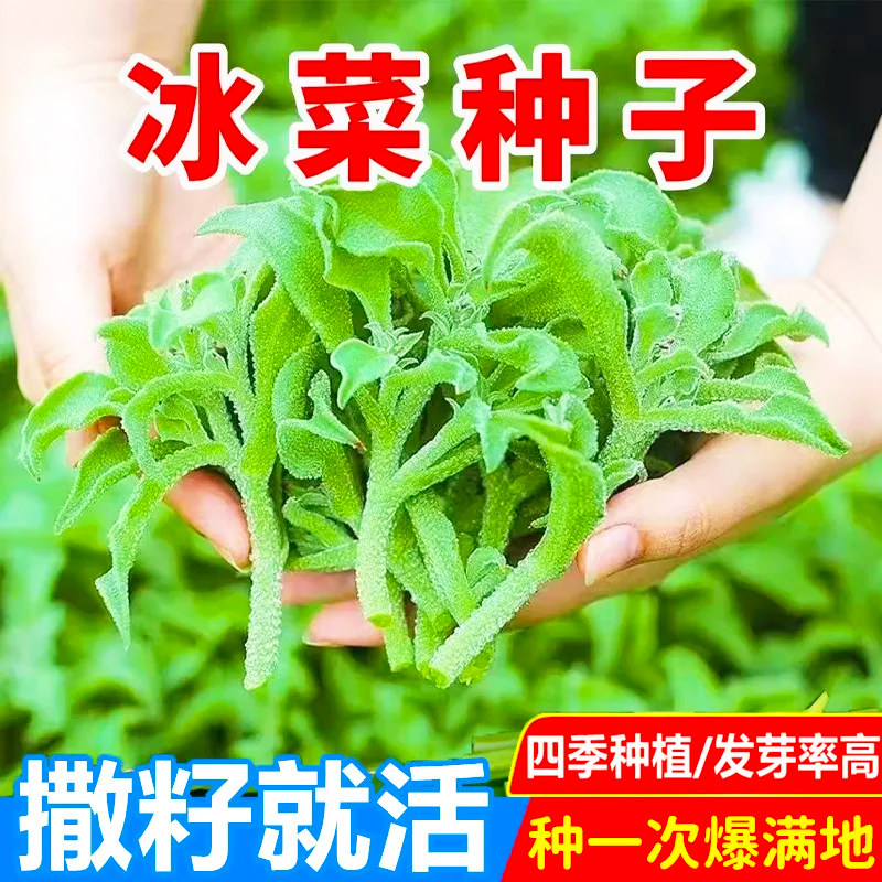 【今年新种】四季水晶冰菜种子冰菜籽种冰草菜籽阳台稀有蔬菜野菜