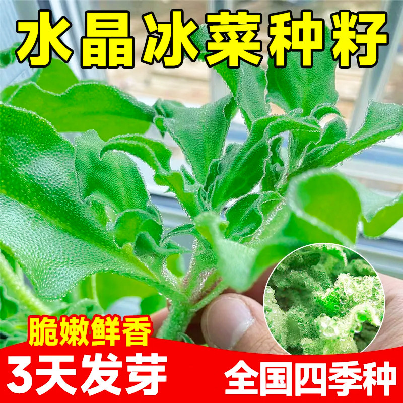 正品冰菜种子正宗冰晶菜南方蔬菜四季种植长寿菜种营养高钙冻不死