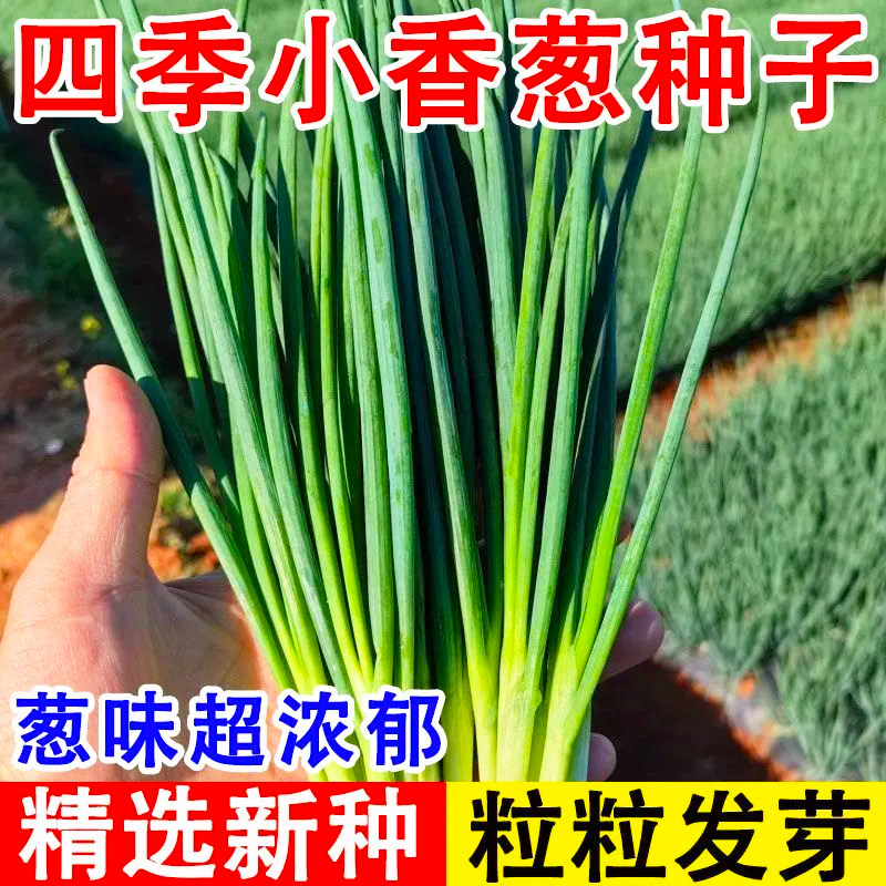 小香葱籽种子四季易种小葱种子阳台室内盆栽葱种子批发家庭菜种子