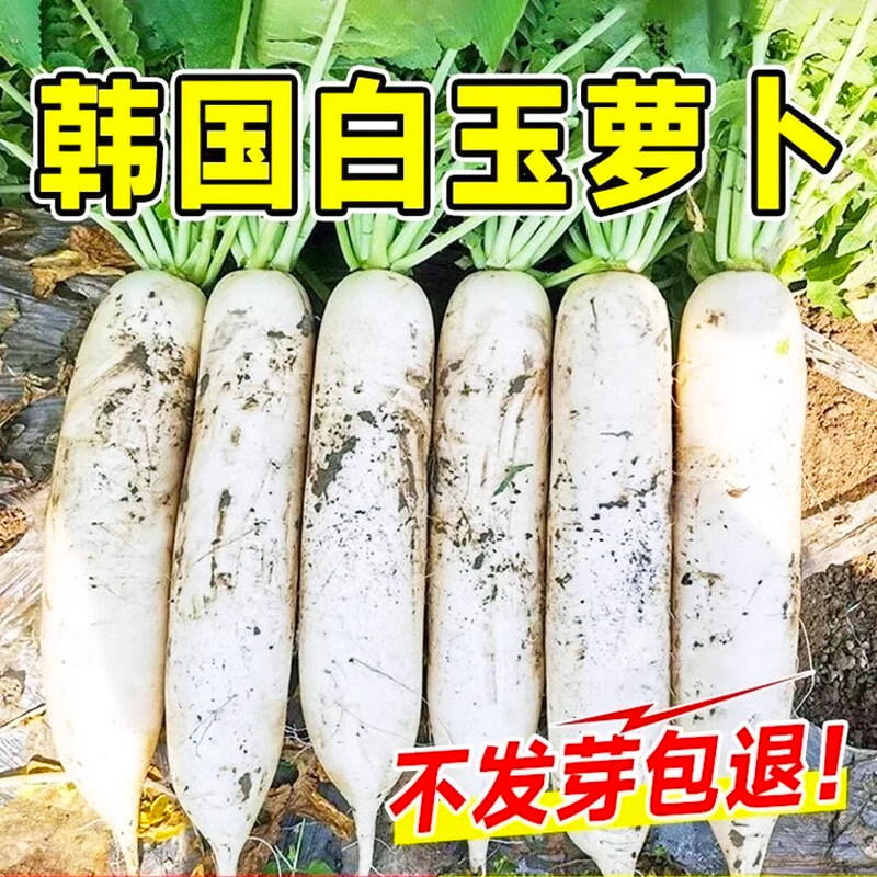 夏季白玉萝卜种子四季萝卜种籽阳台田园抗热抗病高产大白萝卜种籽