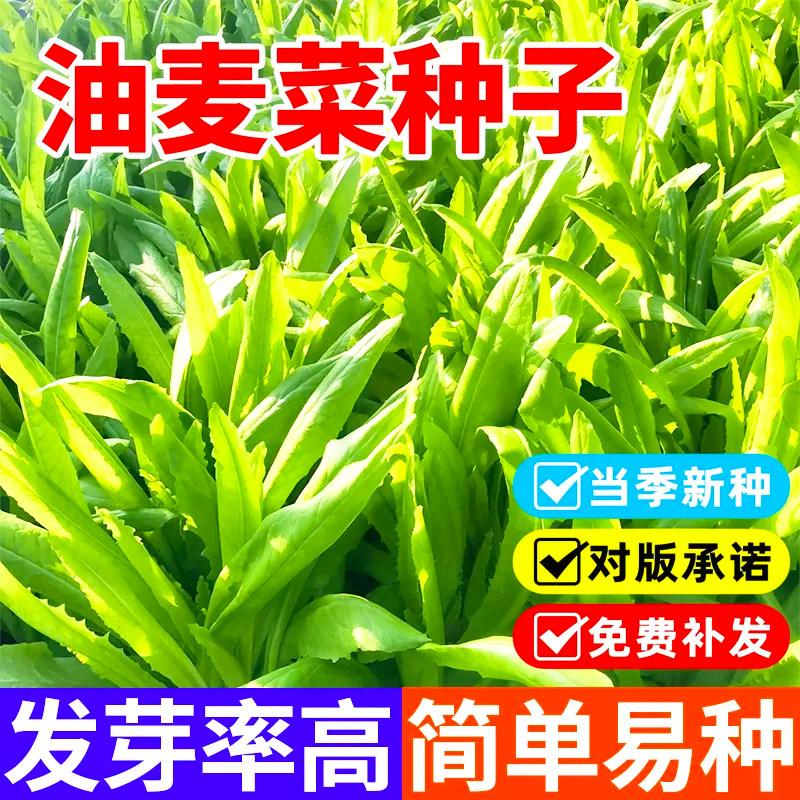 四季软甜香油麦菜种子易活庭院阳台盆栽种甜麦春天孔雀香麦菜种子